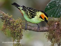 /album/fotogaleria/tangara-chrysotis-cabanas-copalinga-zamora-chinchipe-ecuador-c-formenti-001r2-jpg/