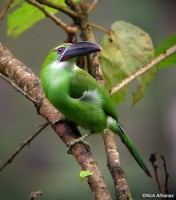 /album/fotogaleria/chestnut-tipped-toucanet-zamora-013641-jpg/