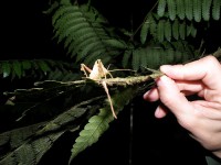 /album/fotogaleria/fauna1-jpg/